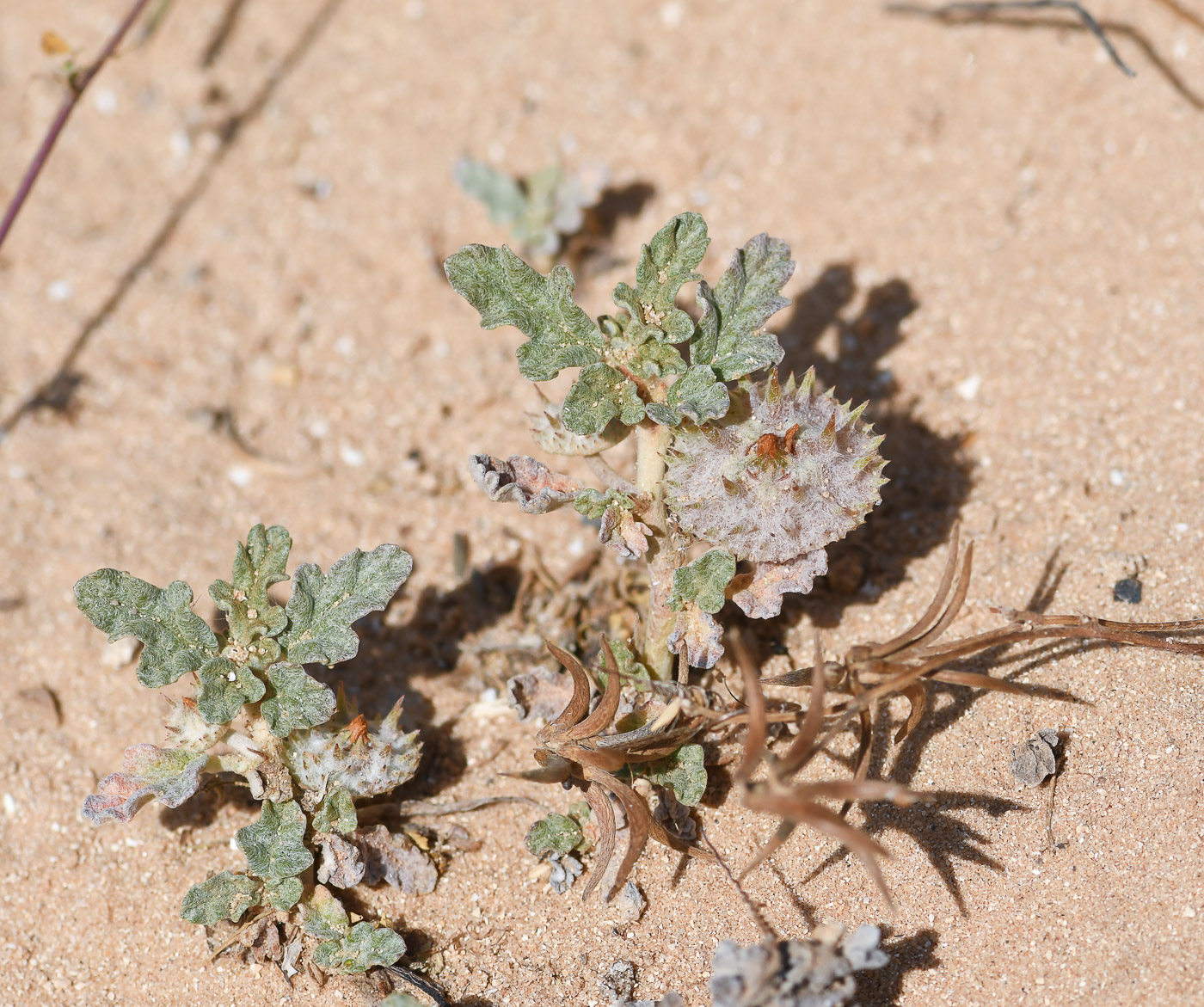 Изображение особи Neurada procumbens.