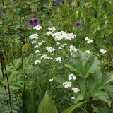 Achillea impatiens