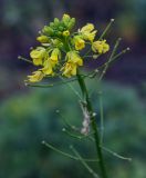 Image of taxon representative. Author is Игорь Павлов