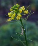 Sisymbrium loeselii. Верхушка соцветия с цветками и завязями. Татарстан, Агрызский р-н, с. Красный Бор, огород, сорное. 12.10.2019.