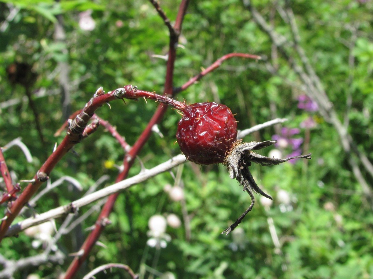 Image of genus Rosa specimen.