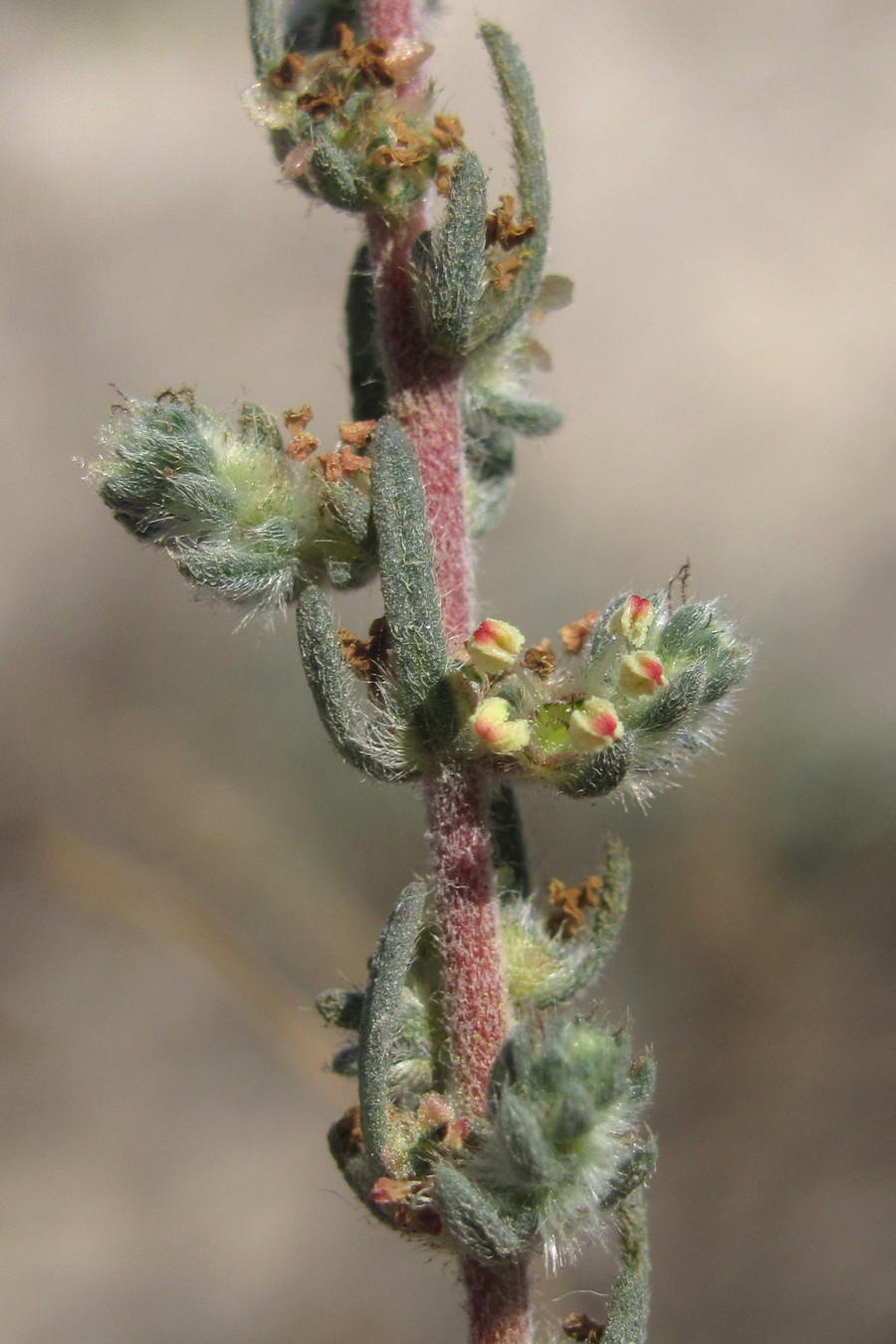 Image of Bassia laniflora specimen.