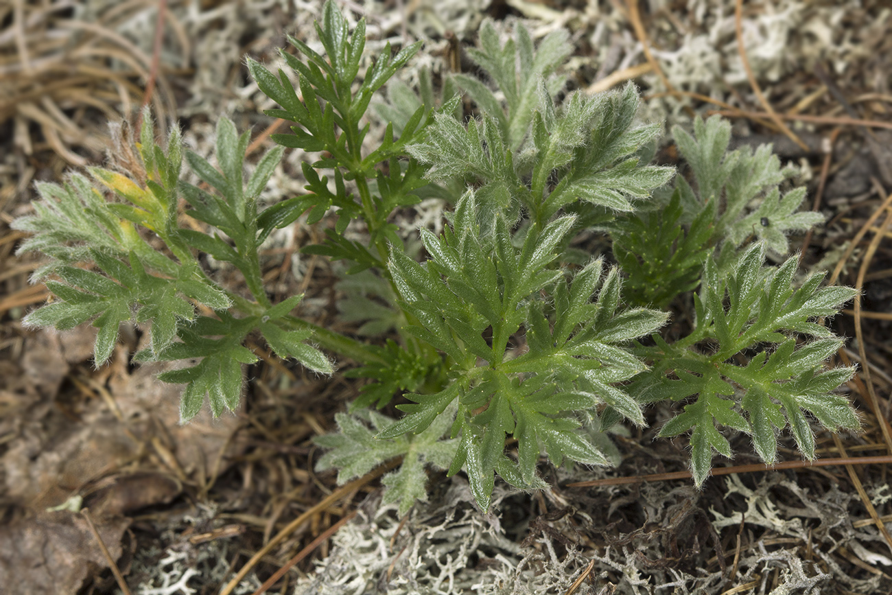 Image of Artemisia borealis specimen.