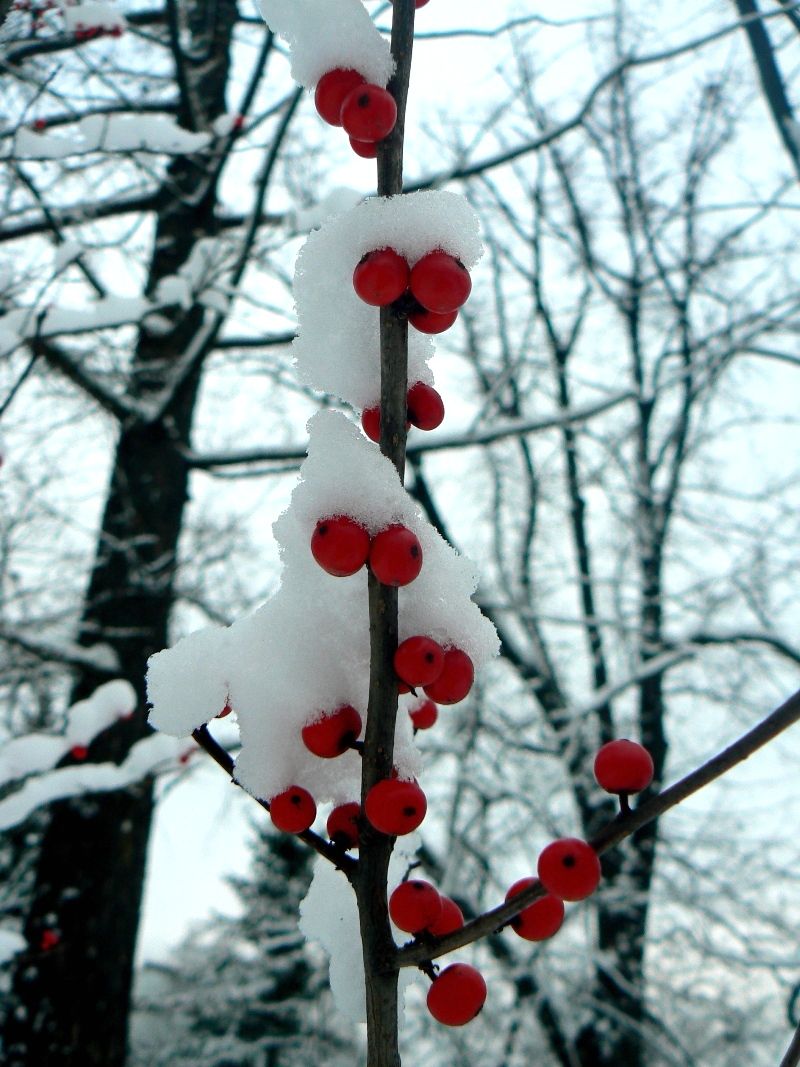 Изображение особи Ilex verticillata.