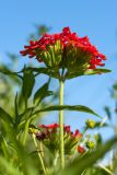 Lychnis chalcedonica. Верхушка побега с соцветием. Санкт-Петербург, г. Ломоносов, Красная слобода, цветник. 07.07.2019.