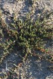Suaeda pannonica