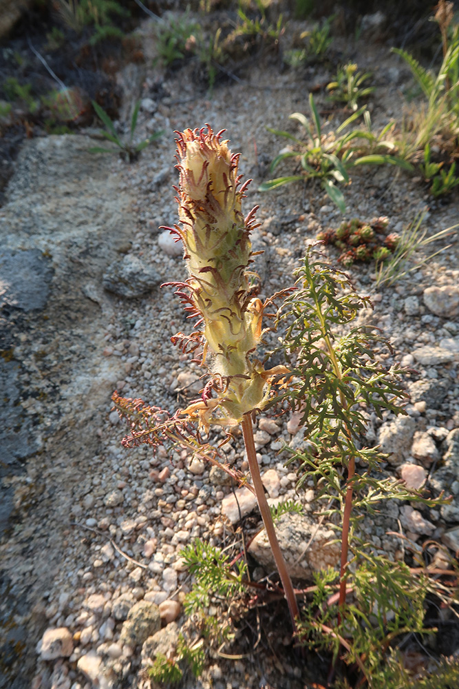 Изображение особи Pedicularis rubens.