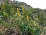 Eremurus fuscus. Цветущие растения. Кыргызстан, Чуйская обл., Жайылский р-н, долина р. Кара-Балта, р-н водопада, щебнистый склон. 24.05.2019.