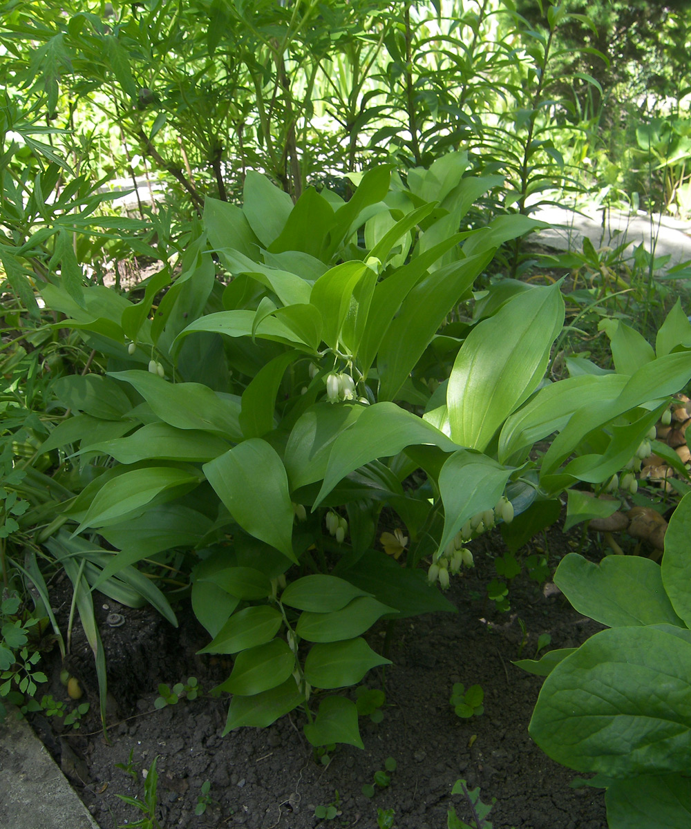 Image of Polygonatum hirtum specimen.