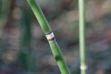 Equisetum hyemale
