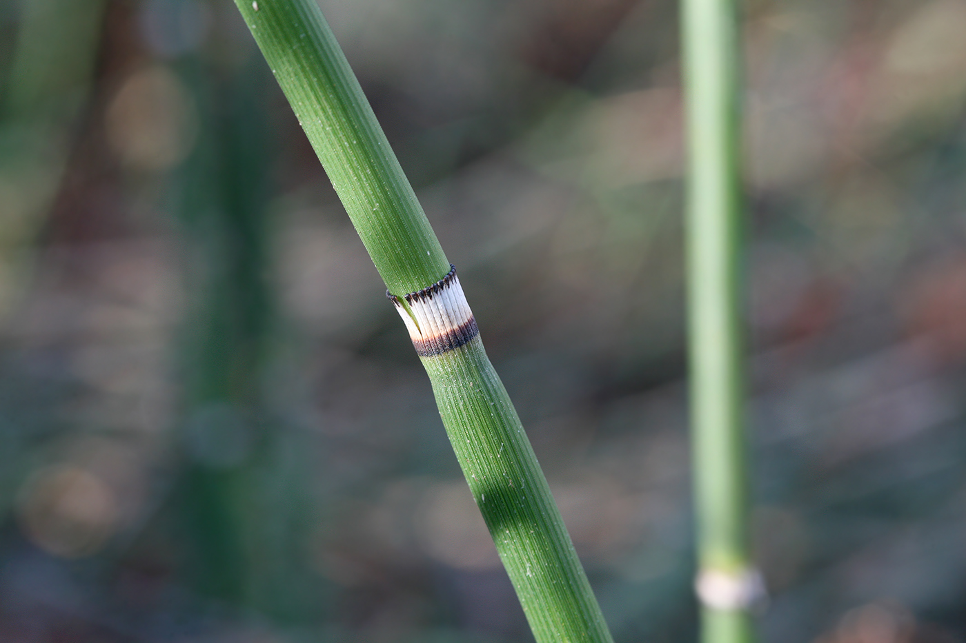 Изображение особи Equisetum hyemale.