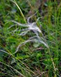 genus Stipa. Соплодие. Алтай, Онгудайский р-н, низовья р. Урсул, ≈ 600 м н.у.м., степной склон. 10.06.2019.