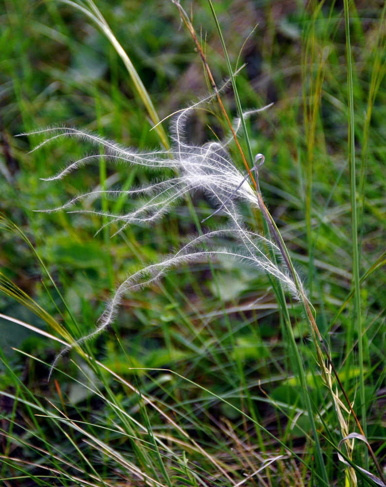 Изображение особи род Stipa.