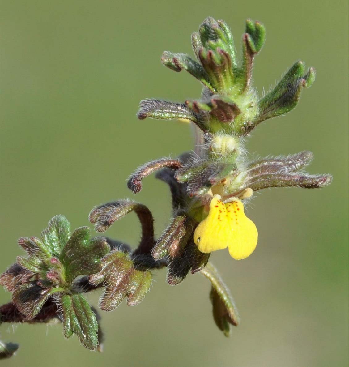 Изображение особи Ajuga chamaepitys ssp. cypria.