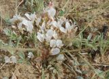 Astragalus scabrisetus