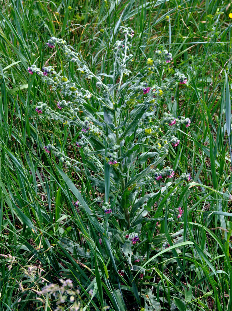 Image of Cynoglossum officinale specimen.