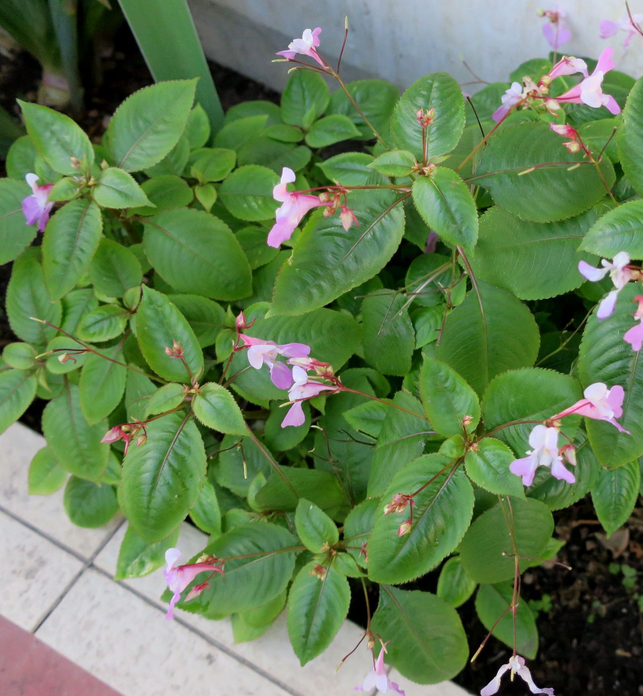 Image of Impatiens balfourii specimen.