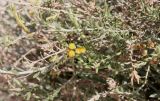 Achillea fragrantissima. Часть побега с соцветиями. Израиль, окр. г. Арад, дно вади. 04.03.2020.