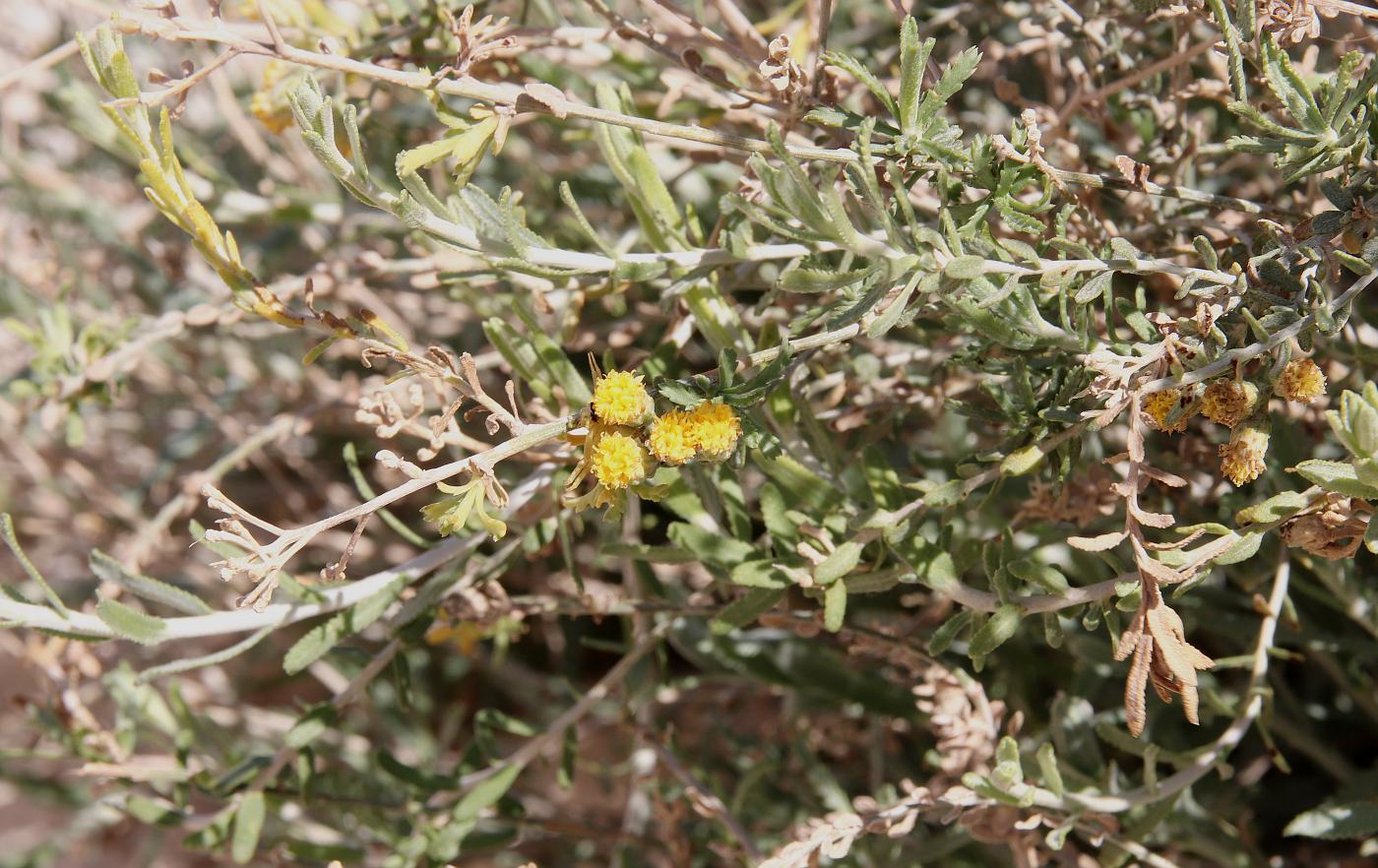 Изображение особи Achillea fragrantissima.