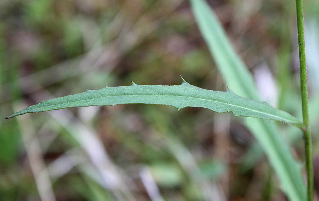 Image of Hieracium dolabratum specimen.