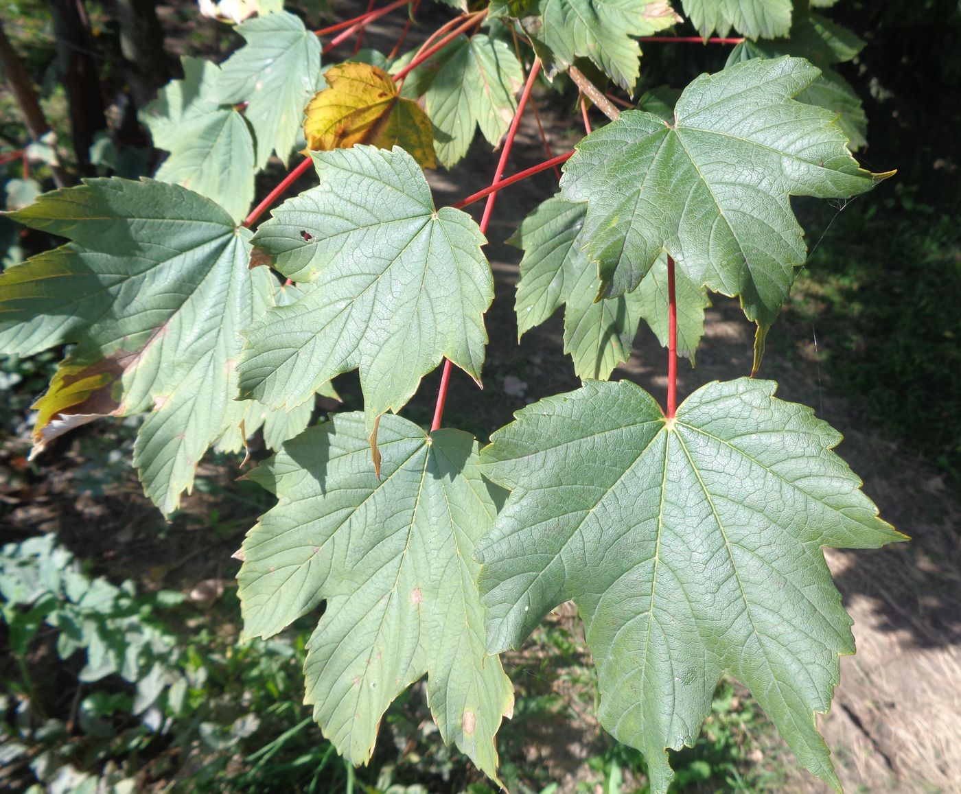 Image of genus Acer specimen.