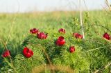 Paeonia tenuifolia. Верхушки побегов с цветками. Окраина г. Донецк, склон степной балки. 30.04.2020.