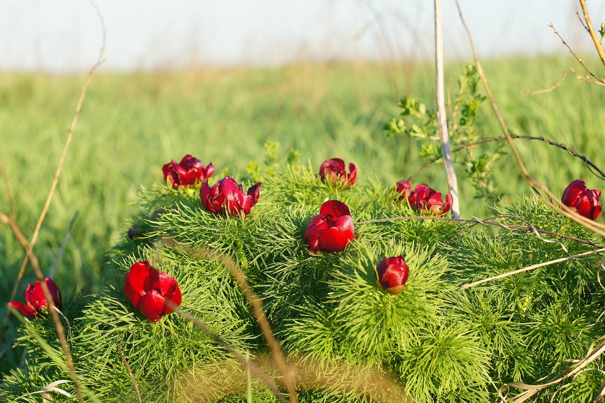 Image of Paeonia tenuifolia specimen.