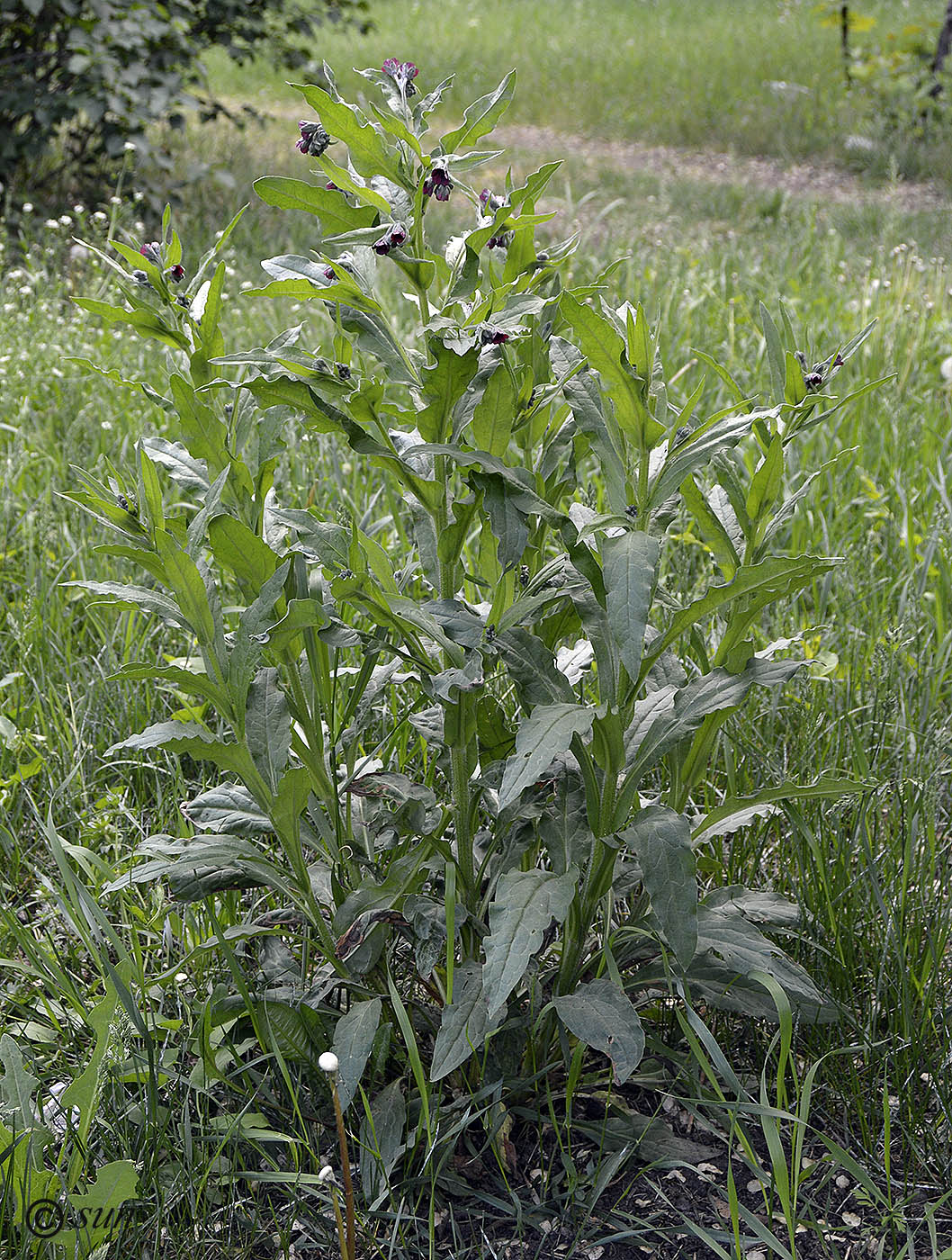 Изображение особи Cynoglossum officinale.