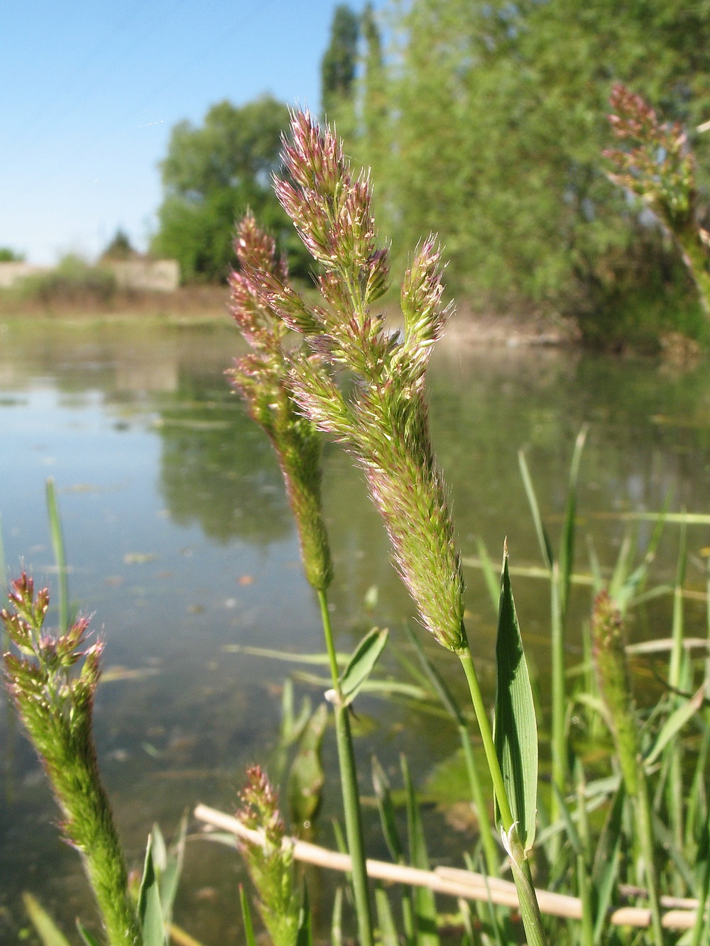 Изображение особи Polypogon fugax.