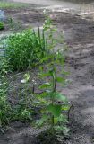 Lunaria annua. Цветущее и плодоносящее растение. Пермский край, г. Пермь, Кировский р-н, клумба у жилого дома. 28.05.2020.