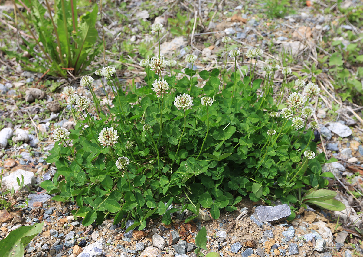 Image of Trifolium repens specimen.