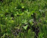 Equisetum telmateia