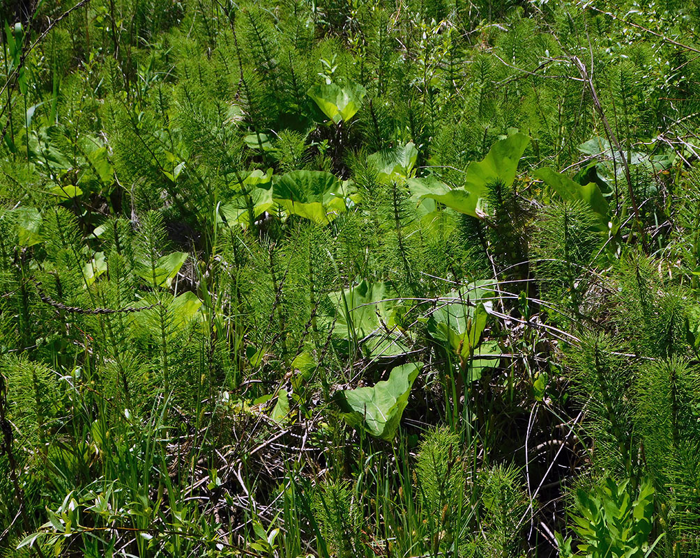 Изображение особи Equisetum telmateia.