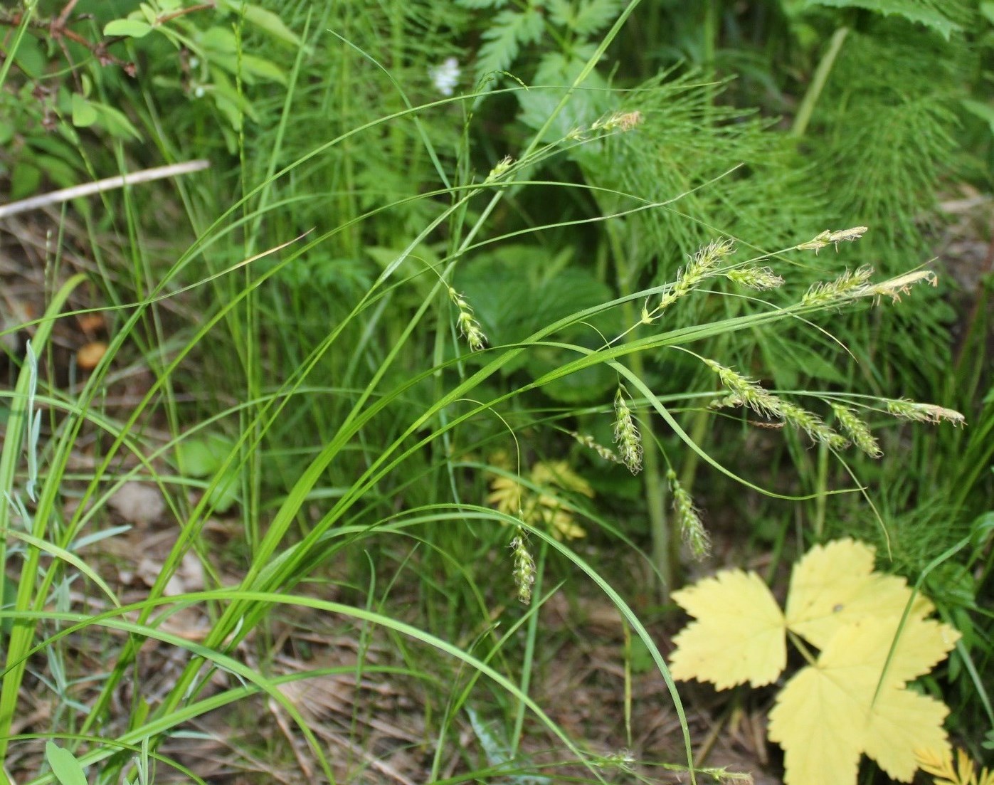 Image of Carex arnellii specimen.