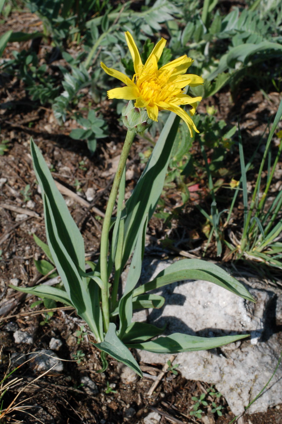 Изображение особи Scorzonera glabra.