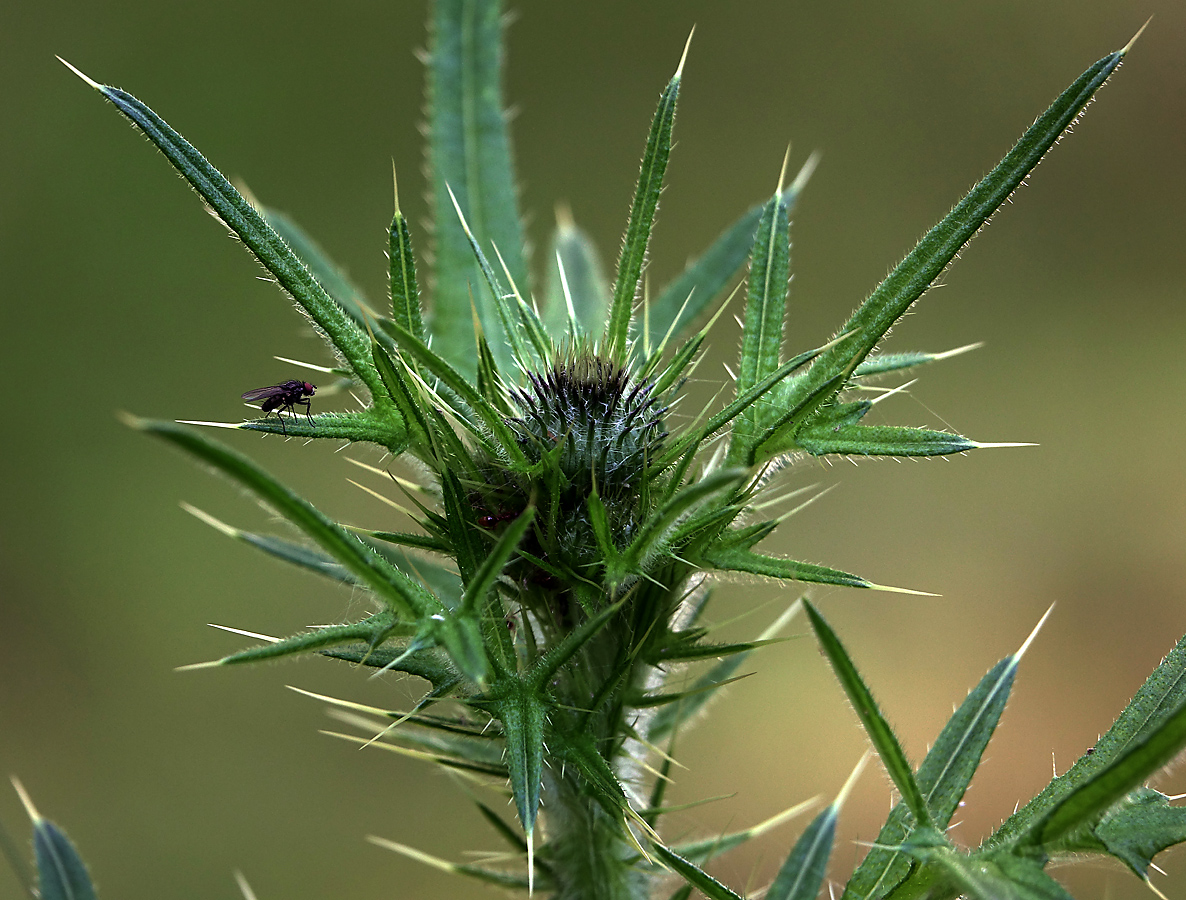 Изображение особи Cirsium vulgare.