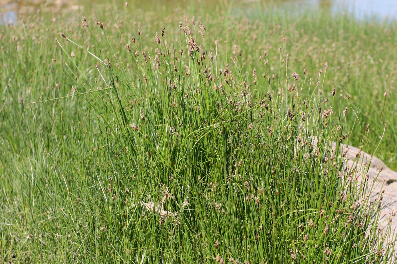 Изображение особи Eleocharis fennica.