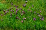 Iris stolonifera