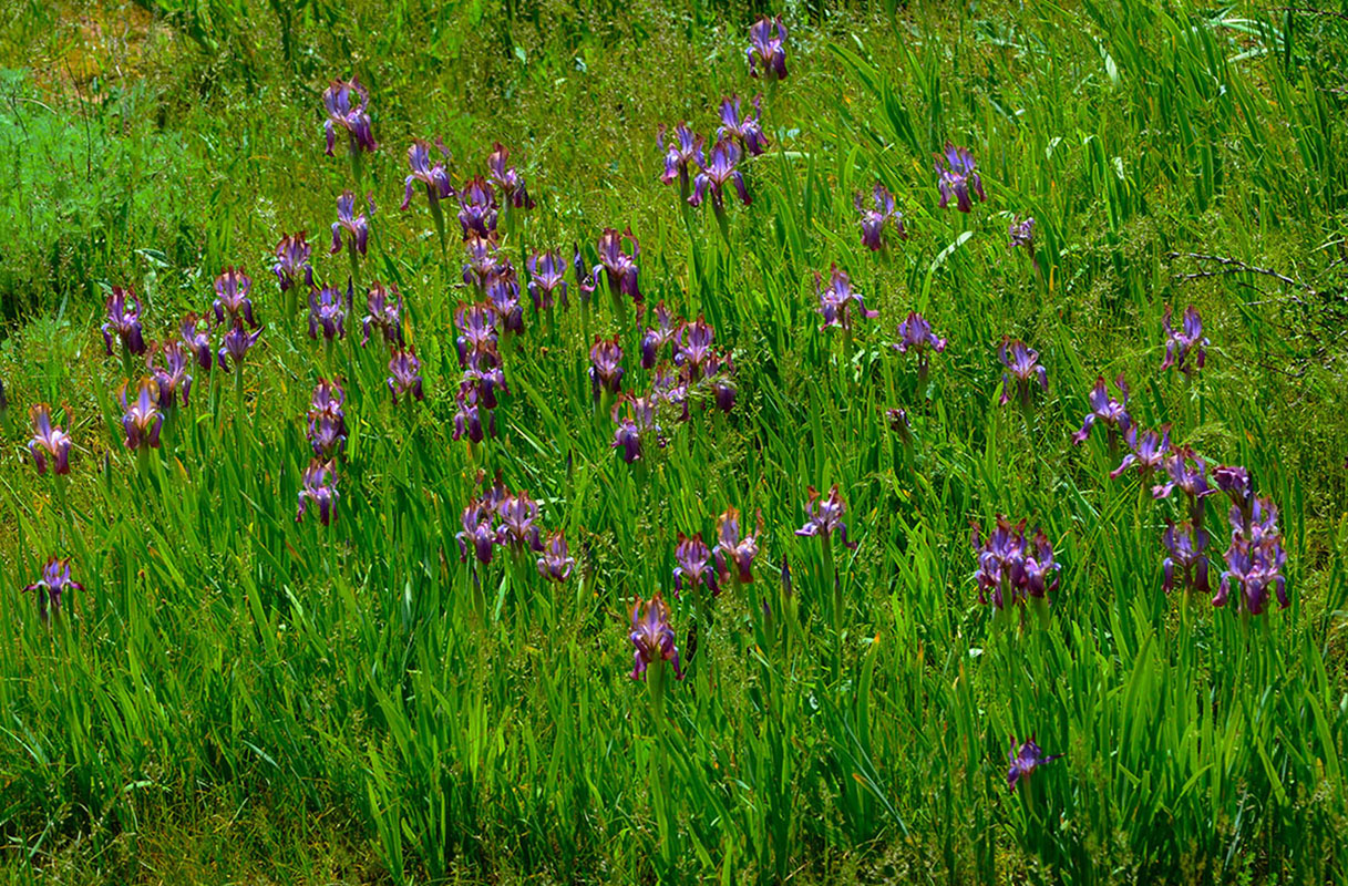 Image of Iris stolonifera specimen.