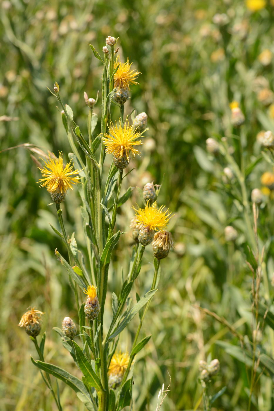 Image of Chartolepis intermedia specimen.