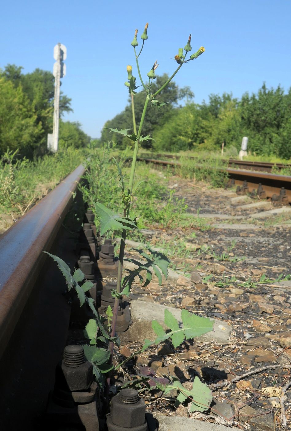 Изображение особи Sonchus oleraceus.