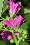 Malva mauritiana