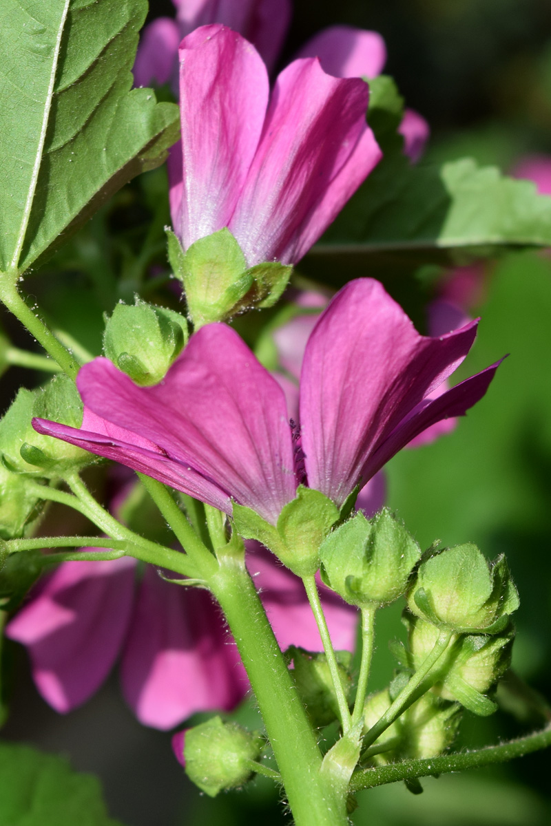 Image of Malva mauritiana specimen.