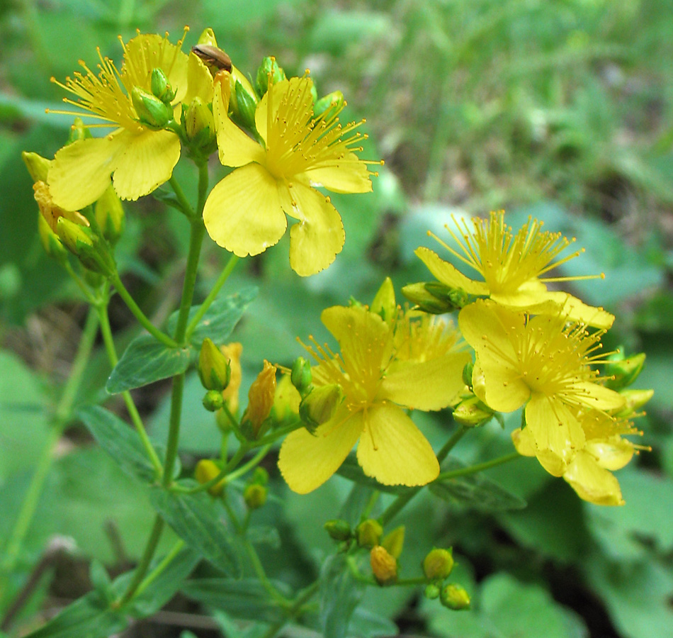 Image of Hypericum elegans specimen.