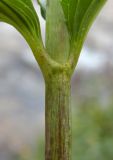 Valeriana alliariifolia