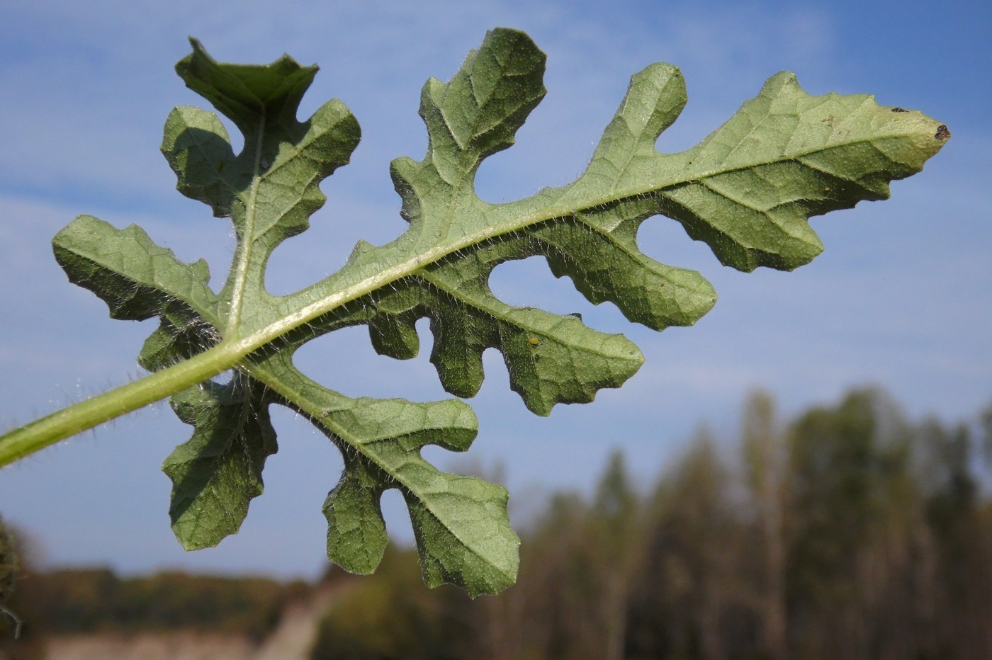 Изображение особи Citrullus lanatus.