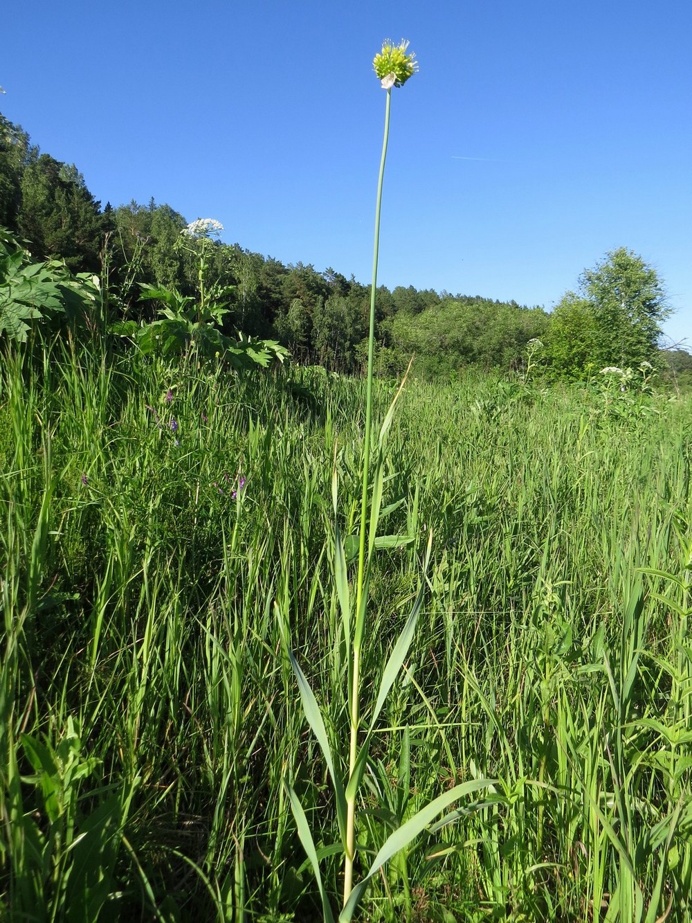 Image of Allium obliquum specimen.