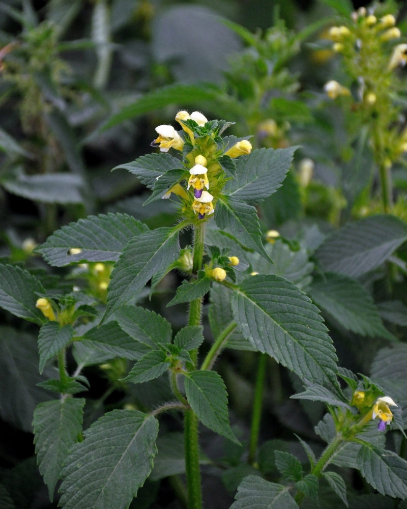 Image of Galeopsis speciosa specimen.