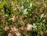 Salix starkeana
