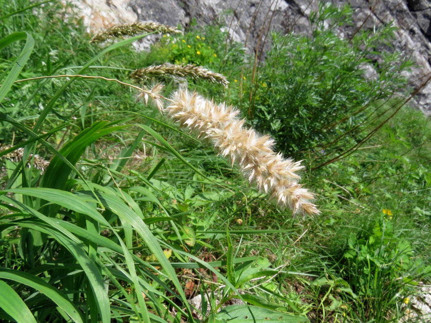 Image of Melica transsilvanica specimen.